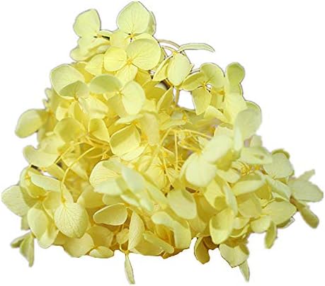 Natural Dried Flowers Hydrangea Pressed Flower Scrapbooking Embellishment Yellow