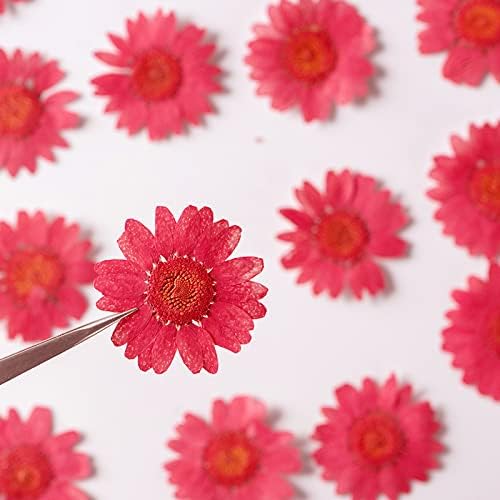 50pcs Natural Dried Daisy Flower for Crafting and Decoration