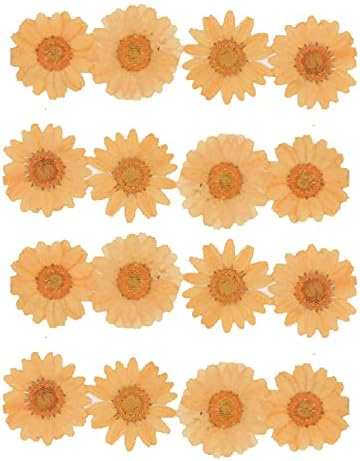 50pcs Natural Dried Daisy Flower for Crafts and Decor