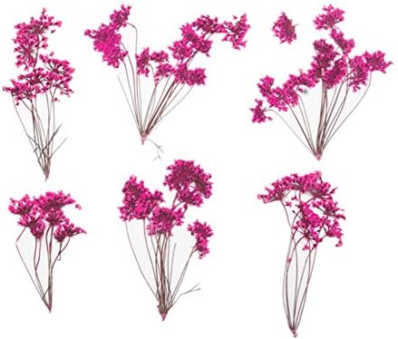 6PCS Natural Real Pressed Dried Flower for DIY Resin Jewelry Crafting