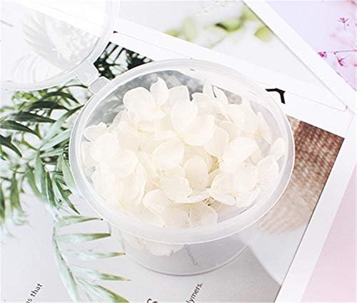 Natural Dried Hydrangea Flower Pressed for Scrapbooking and Crafts