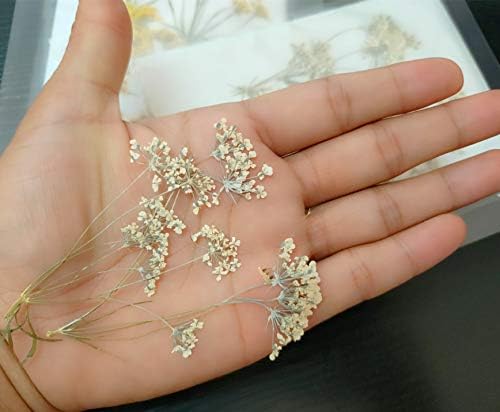 6pcs Natural Real Pressed Dried Blue Flowers for DIY Craft