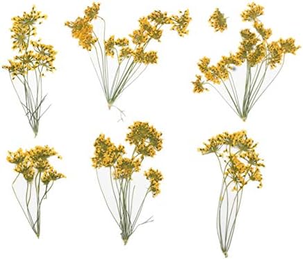 6pcs Natural Dried Yellow Flower Pressed for Resin Jewelry DIY Craft