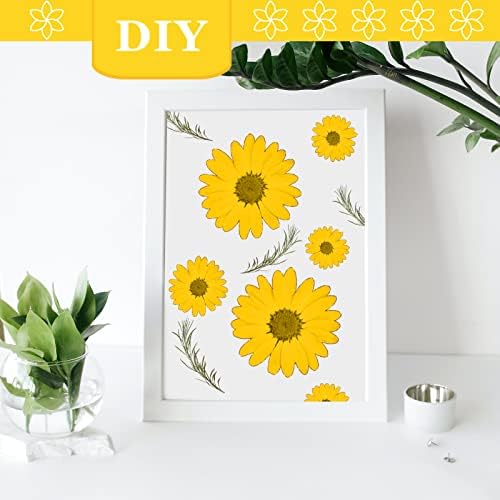 Yellow Dried Flowers Little Daisy for Resin Crafts 60PCS