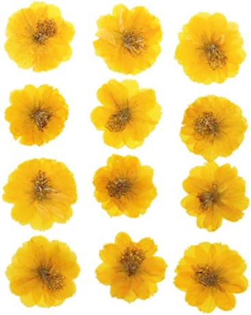 12pcs Sulphureus Natural Pressed Dried Flower for DIY Craft Jewelry Making 1