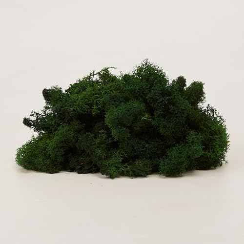 Preserved Reindeer Moss Green DIY Flower Arranging Kit