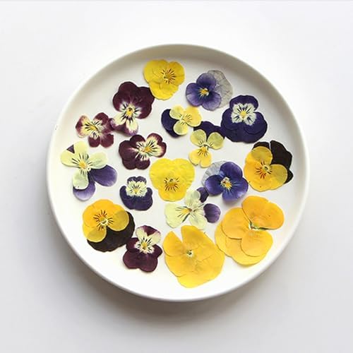 54 Pcs Dried Pressed Purple Pansy Flowers Resin Art Crafts