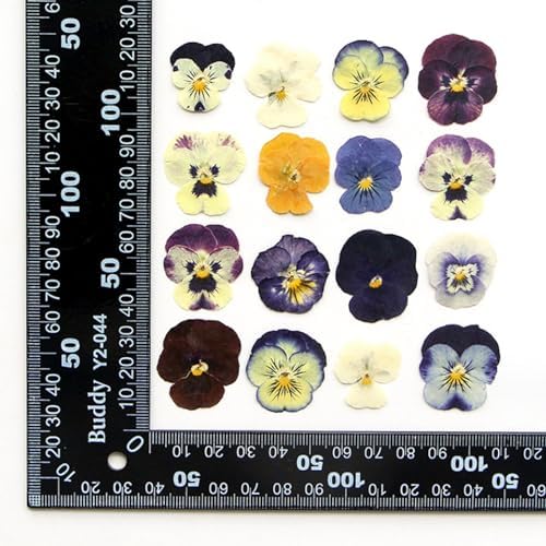 54 Pcs Dried Pressed Purple Pansy Flowers Resin Art Crafts