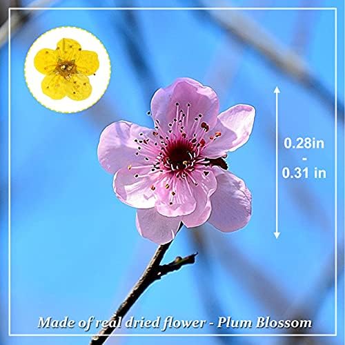 Pressed Dried Flowers 60PCS Yellow Plum Blossom for Resin Crafting and Scrapbooking