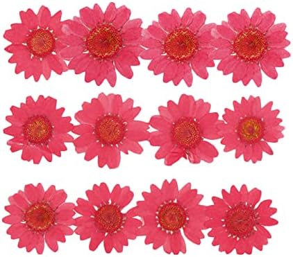 50pcs Natural Dried Daisy Flower for Crafting and Decoration