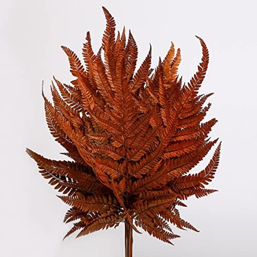 Preserved Real Green Ferns for Wedding Decorations