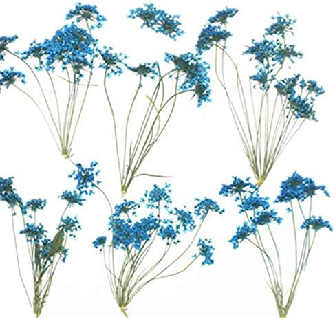 6pcs Natural Real Pressed Dried Blue Flowers for DIY Craft