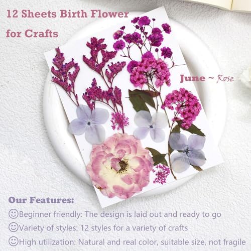 12 Packs Real Dried Flowers for Crafts and Decor