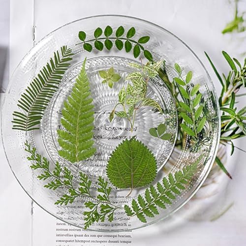 35Pcs Dried Pressed Flowers Leaves for Resin Crafts DIY Art