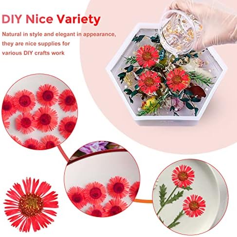 60PCS Natural Dried Chrysanthemum Flowers for Resin Jewelry and Craft