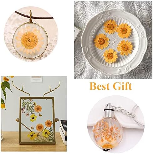 50pcs Natural Dried Daisy Flower for Crafts and Decor