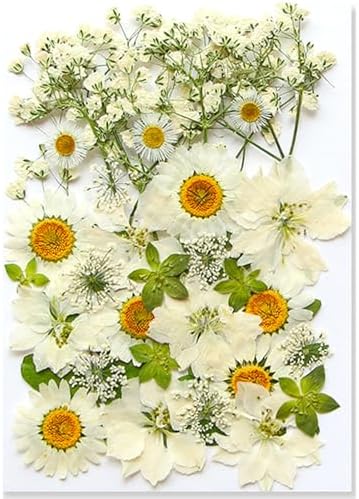 36Pcs Dried Pressed Flowers for Resin DIY Art Crafts