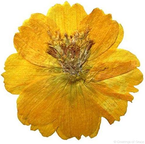 12pcs Sulphureus Natural Pressed Dried Flower for DIY Craft Jewelry Making 1