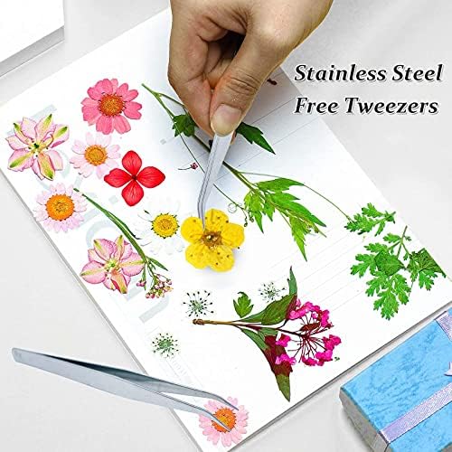 Pressed Dried Flowers 60PCS Yellow Plum Blossom for Resin Crafting and Scrapbooking