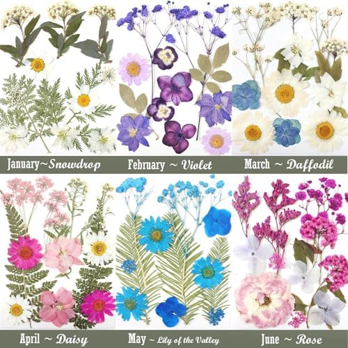 12 Packs Real Dried Flowers for Crafts and Decor