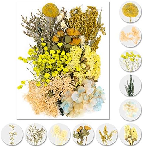 Vignee Real Dried Pressed Flower Daisies for Resin Jewelry Craft DIY