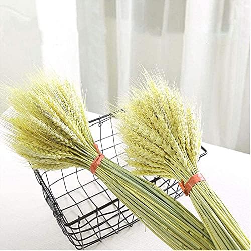 TooGet 200 Stems Dried Wheat Bouquet for Decor