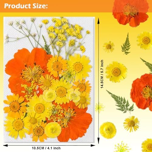 Dried Pressed Flowers for Resin and Crafts Orange