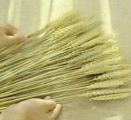 TooGet 200 Stems Dried Wheat Bouquet for Decor