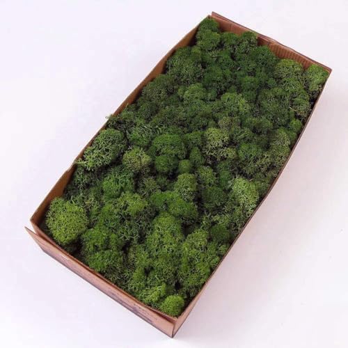 Preserved Reindeer Moss Green DIY Garden Art Decor Kit