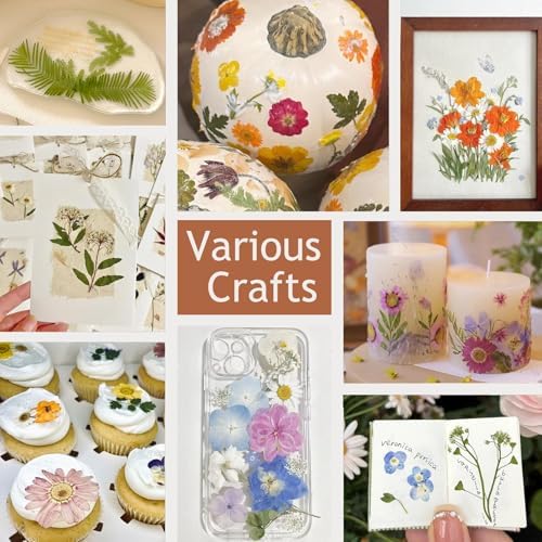 12 Packs Real Dried Flowers for Crafts and Decor