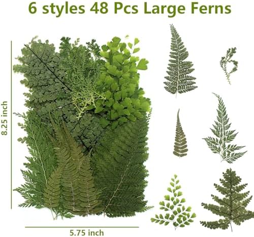 AHTONG 48PCS Natural Pressed Fern Leaves for Crafts and Resin Molds