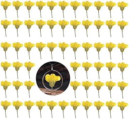 60PCS Yellow Pressed Rapeseed Flowers for Resin Crafts