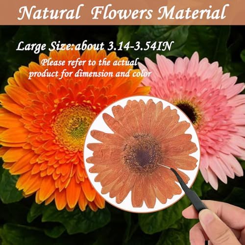 ALJ Large Dried Sunflowers for Resin Crafts Embellishment