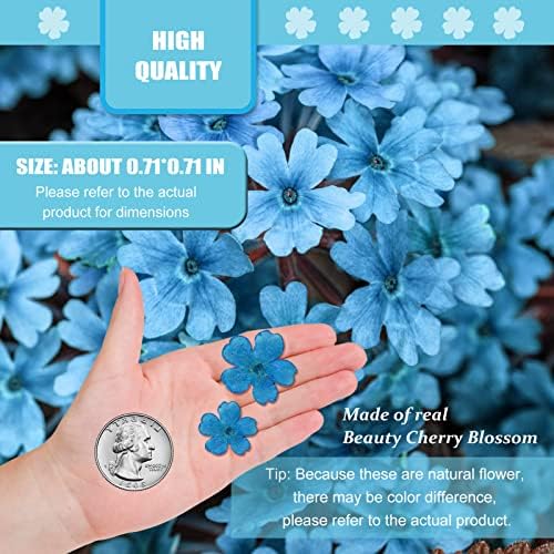 Blue Dried Cherry Blossom Flowers for Resin Decor 60PCS
