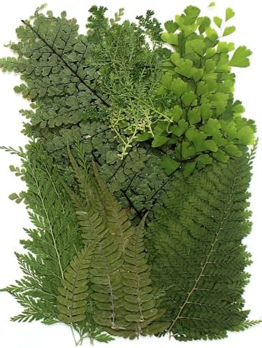 AHTONG 48PCS Natural Pressed Fern Leaves for Crafts and Resin Molds