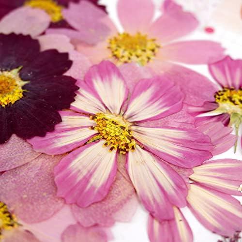 Big Dried Flowers for Resin Crafting and Scrapbooking Supplies Purple Galsang