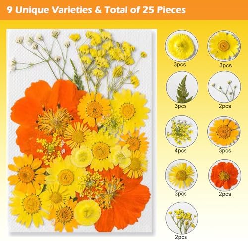 Dried Pressed Flowers for Resin and Crafts Orange