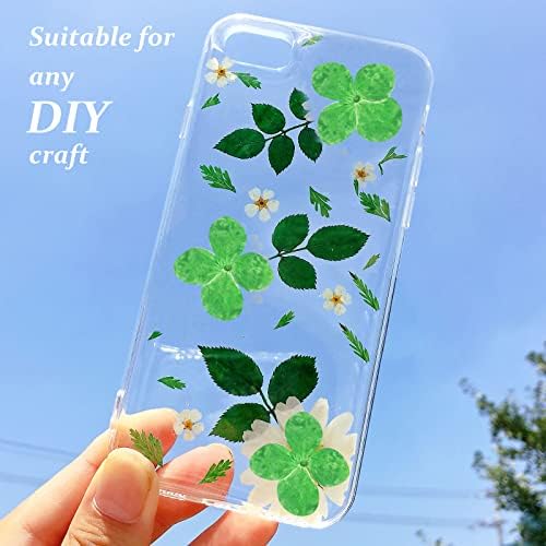 60PCS Natural Green Hydrangea Dried Flowers for DIY Crafts