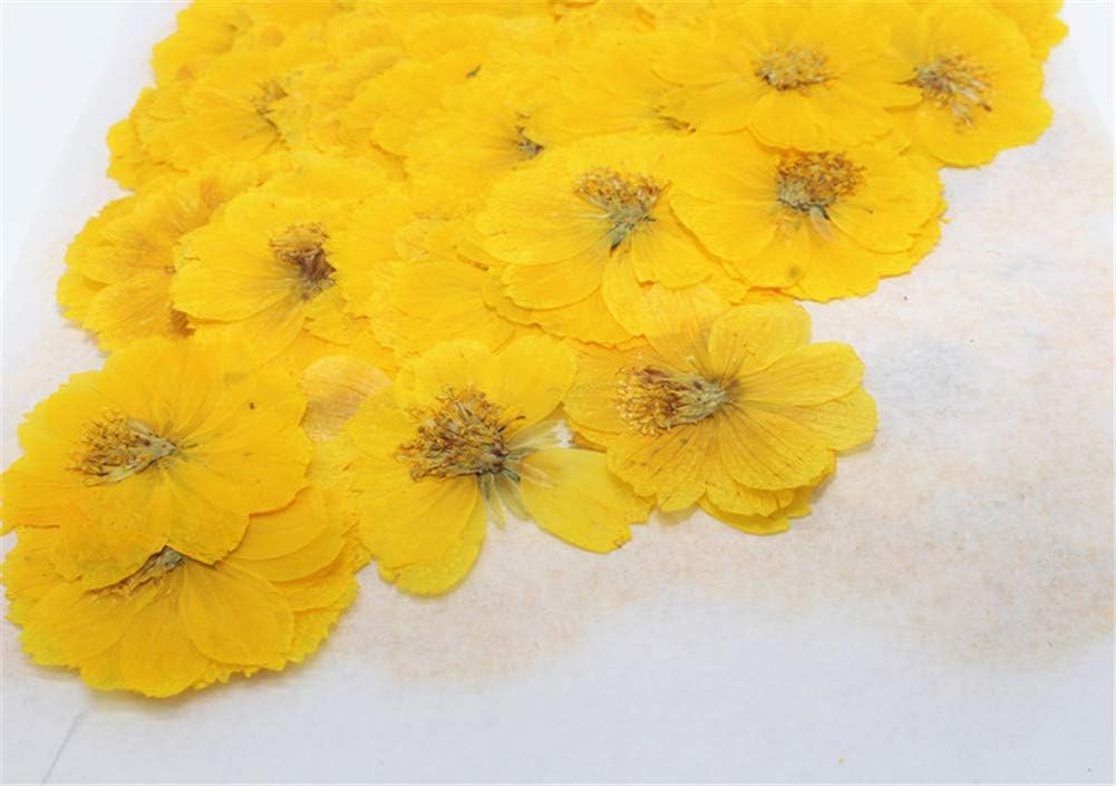 12pcs Sulphureus Natural Pressed Dried Flower for DIY Craft Jewelry Making 1