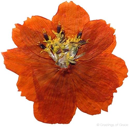 12PCS Sulphureus Natural Pressed Dried Flower for DIY Craft Jewelry Making