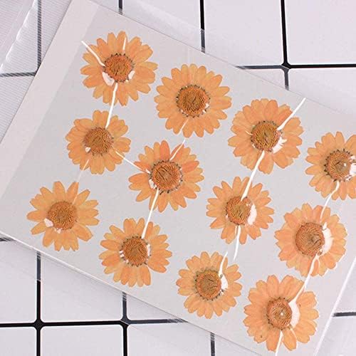 50pcs Natural Dried Daisy Flower for Crafts and Decor