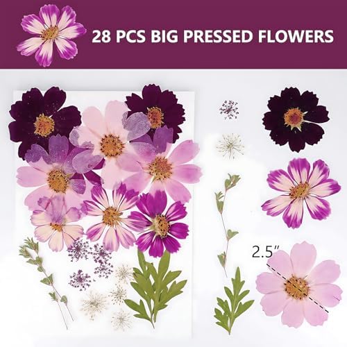 Big Dried Flowers for Resin Crafting and Scrapbooking Supplies Purple Galsang