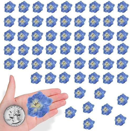 Blue Dried Larkspur Flowers 60PCS for Resin Craft Decor