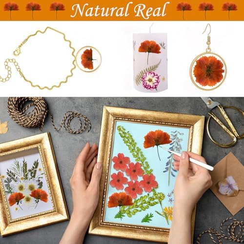 HEISENLIN Orange Dried Cosmos Flowers 42PCS for Resin Jewelry DIY Crafts