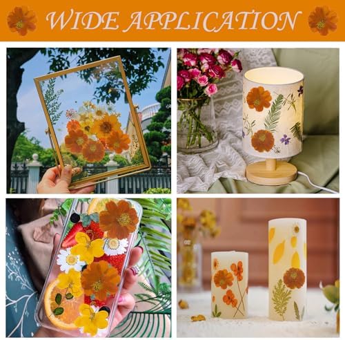 60PCS Dried Orange Cosmos Flowers for Resin Crafts