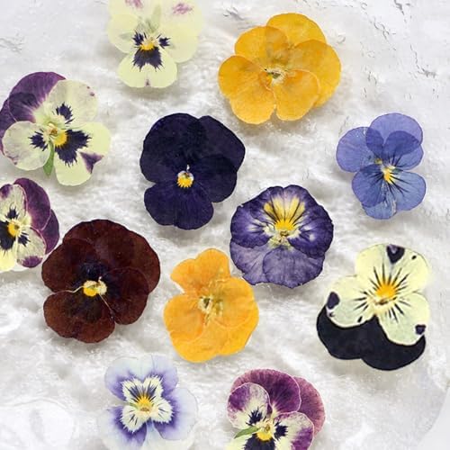 54 Pcs Dried Pressed Purple Pansy Flowers Resin Art Crafts