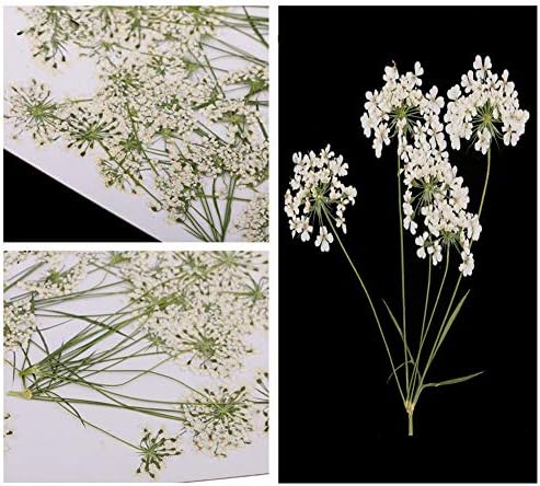 6pcs Natural Dried Yellow Flower Pressed for Resin Jewelry DIY Craft