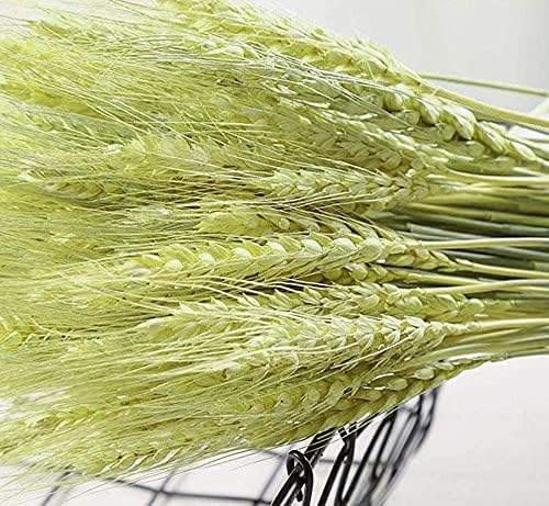 TooGet 200 Stems Dried Wheat Bouquet for Decor