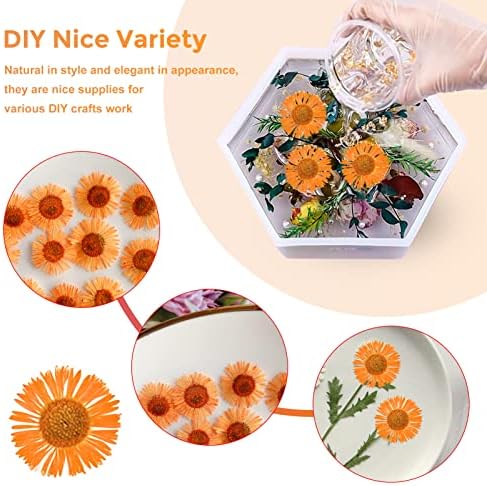 60PCS Dried Chrysanthemum Flowers for Resin Crafts