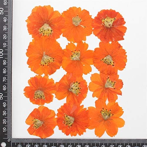 12PCS Sulphureus Natural Pressed Dried Flower for DIY Craft Jewelry Making